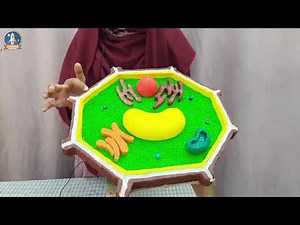 Plant Cell Model || Top 3d plant cell project || Easy make plant cell