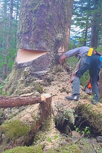 Giant tree cutting | World Knowledge