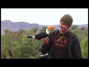 Freeflight Toco Toucan & Parrots | BirdTricks