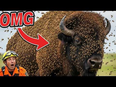 HUGE Bison Rescue Covered in MILLIONS of Bees | Wildlife Rescue Squad