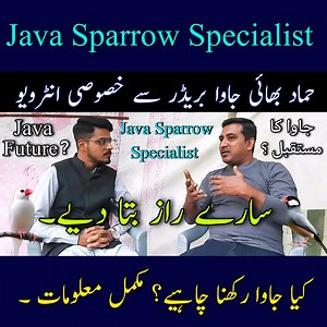 3.8K views · 106 reactions | Java Sparrow's Complete Information by...