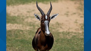 Meet Casper: Zoo Atlanta's new antelope