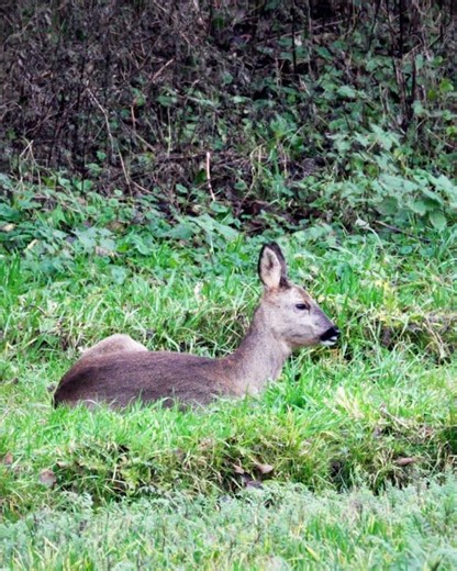 Reh Rec 709 Scene neu