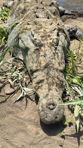 🇨🇷 This is why we are the best tour in town! 🤩 Come and live the real crocodile experience with us! 🐊 🐊 Our tour visit the most important ecosystems in Tárcoles river like the beach, mangroves, nesting and birthing areas. 🌴🌊☀️🚤🌅 🐊 Our tour goes for 1 hour and 40 minutes approximately, and we start every 2 hours since 8:00 am until 4:00 pm, everyday. 📅 🐊 You can do birdwatching and also you have the chance to see lots of other animals during our tour!🦉🦜🦇🦩🐒 🐊 Also, do not miss an