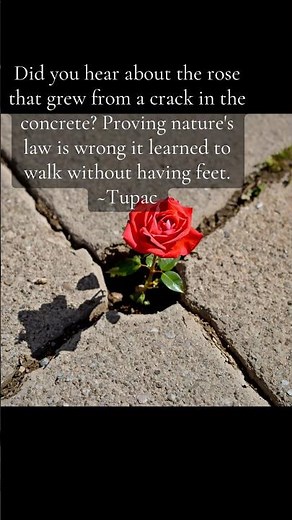 Did you hear about the rose that grew from a crack in the concrete?