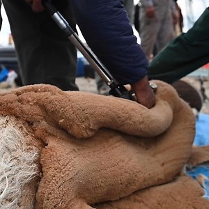 13M views · 139K reactions | Communities around the world rely on harvesting some of the rarest known fibers to make a living. But for most, it's not an easy task. Fragile fibers like lotus silk and vicuña wool are so rare that they can cost more than gold. Here's how some of the world's most expensive fabrics — like French Leavers lace, Icelandic eiderdown, and cashmere from Himalayan goats — are made. | Business Insider | Facebook