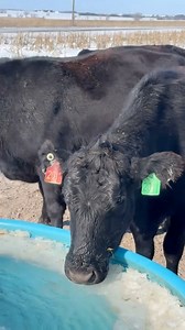 Phew…I almost lost my cool there for a moment. Dang cows! This is why we can’t have nice things. Cows are jerks to each other and to us. This is why we eat them. #ranching #cows #calves #chevy #kansas #vegan #cattle #ranchlife #water #steak | JTAC Farms