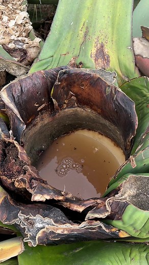 Elaboración del pulque en Tlaxcala