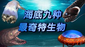 海底最奇特的9种生物，深海动物远比我们想象的要更加恐怖！
