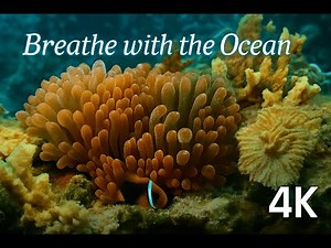 Mesmerizing Coral Reef Beauty | Relaxing Underwater 4K Scenery