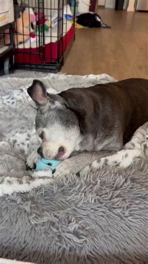Tank loves his pupsicle too! 🥰 #dogsofinstagram #dog #doglover #doglife #loveyou #tank #giveme #yummy #treat #snack #treatyourself #birthday #birthdaycelebration #birthdayperks #BirthdayPerks | Torri Bugg and Saddi Gator