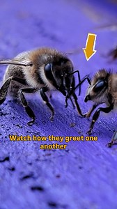 3.2K reactions · 311 shares |  The gentle touching of antennae conveys important information between bees. Through subtle differences in the gentle touch, different information is shared. #communication #honeybee #bee #honey #beesofinstagram #beekeeping #family #homeiswheremyhiveis | Home is where my Hive is | Facebook