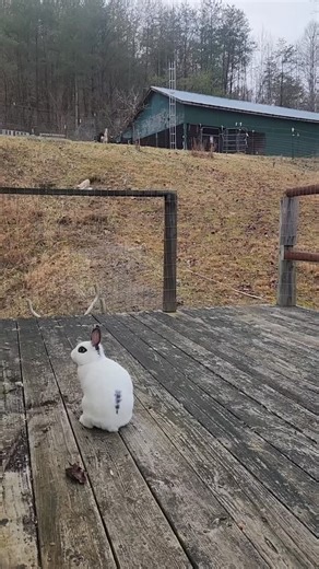 Hip and Hop's first time hopping around on their bunny patio! They were hesitant at first, but soon were hopping along happily. #farmsanctuary #spreadlove ❤️🐇❤️🐇 | New Beginnings Farm Sanctuary