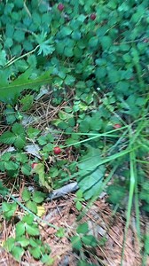 8K views · 94 reactions | Mock strawberries or snake berries are a neat foraging find in many un-maintained lawns and grassy places in the central USA. As always PLEASE practice safe foraging. Your local conservation office should have free field guides and classes to help you get started! #foraging #homestead #berries | Teal House Farm | Facebook