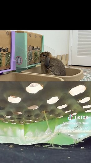 Understanding Bunny Litter Box Behavior and Care