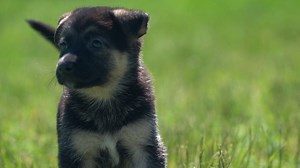 3 comments | Have you seen where Petland receives their puppies from? Here is a short highlight of just one of our amazing professional breeders. Visit www.petlandcares.com to view more videos and to learn more about our business and animal wellness policies. | Petland USA | Facebook