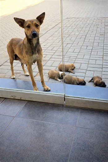 A stray dog ​​I sheltered from the rain a few weeks ago has given birth to puppies, and today they arrived at my door. I felt so sorry for them that I decided to bring them home and give them a new home. 💔🐶 And then... #animal_rescue #dog_rescue #animals #puppies #fyp
