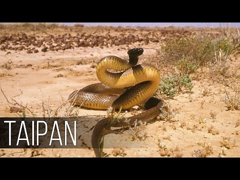 TAIPAN — Most venomous snake in the world! Taipan is a dangerous snake that is SCARIER than a cobra