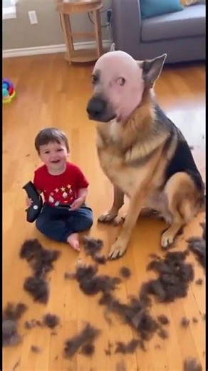 the dog aint laughin