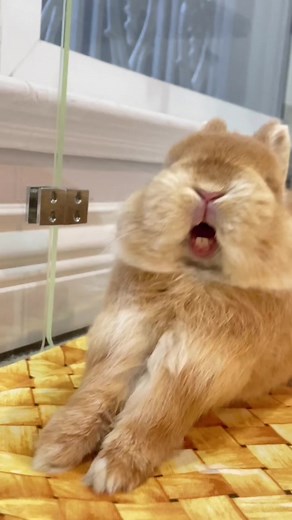 Rabbit Screaming Compilation - Funny Bunny Shower Moments