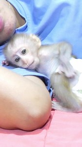 daily baby monkey #marmoset #monkey #wild #cute #monkeys #babymonkey #animals #wildlife | Monkey familys