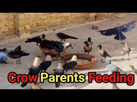 Crow Parents Feeding Babies | Morning Bonding Sounds🐦#crows