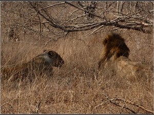 Mating lions on safari (kruger national park South africa)