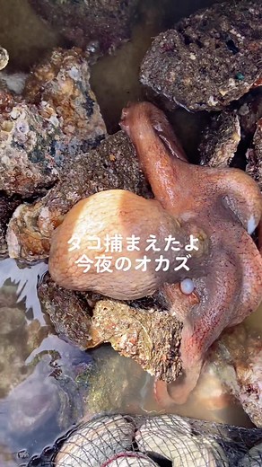 Oyster Harvesting Process: From Sea to Clean