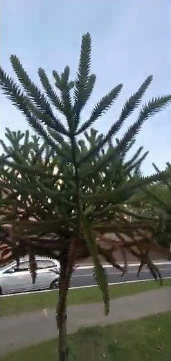 Araucária-do-Chile/(Araucaria araucana)(Molina) K. Koch.[Ler Descrição]