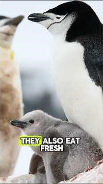 Can You Actually Have a Penguin as a Pet? 🤔🐧