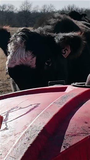Filling up the liquid feeder! #liquidfeed #cattle #oklahoma #cows #farm