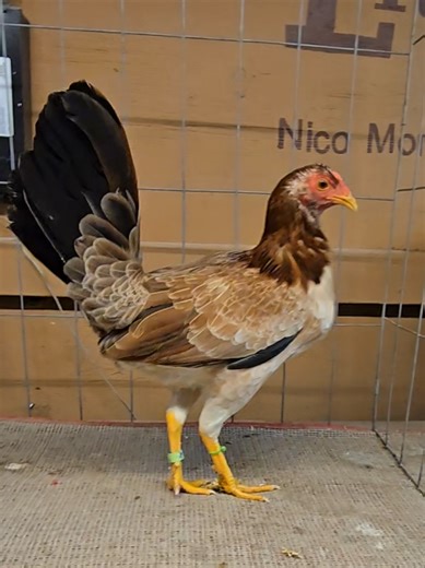 Albany Gamefowl Breeding Insights from Little Creek