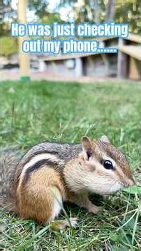 More SLO MO chipmunking. #chippys #chipmunks#cuteanimals