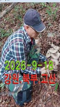 💕2026 Gangwon Highland Neungi Mushroom Status Update💕Neungi Mushroom Foraging,,