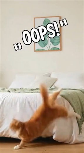 Cat Fails Compilation 2025 😹🔥