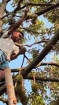 🟢🟢SELECTING MUSANG KING DURIANS IN THE FORMER JENGKOL ORCHARD🌳🌳