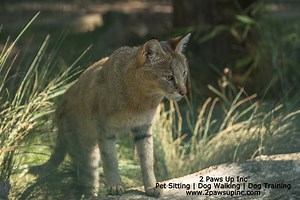 The Worship of Cats in Ancient Egypt:  It's an Egyptian Thing