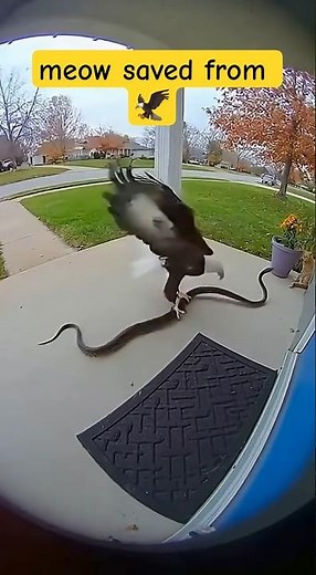 Huge Python Attacks Cat In Sunshine Coast Backyard | Ring Bell Footage