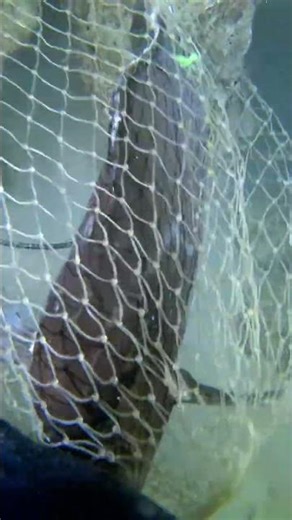 Suddenly Appears Underwater！P0332 #lobsterhunt #nightdive #diving