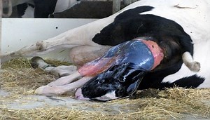 ▷ El parto de la vaca Conoce los signos y etapas del parto bovino