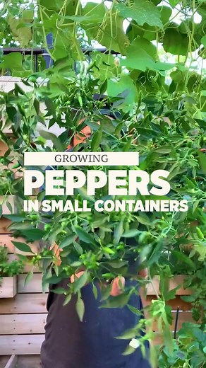 118K views · 4.4K reactions | If you don’t have a backyard space to grow peppers in ground. You can grow them just as well in containers. #peppers #gardening #garden #gardeningtips #growyourownfood | Plantedinthegarden | Facebook
