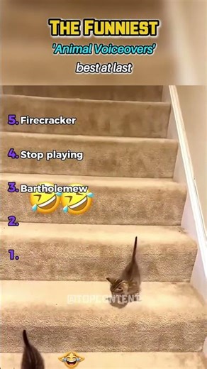These animals are hillarious #ranking #funny #ustop10 #viralvideos #memes