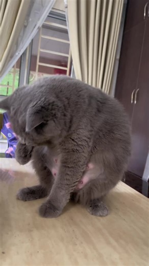 Fluffy Grey Cat Grooming and Exploring Indoors