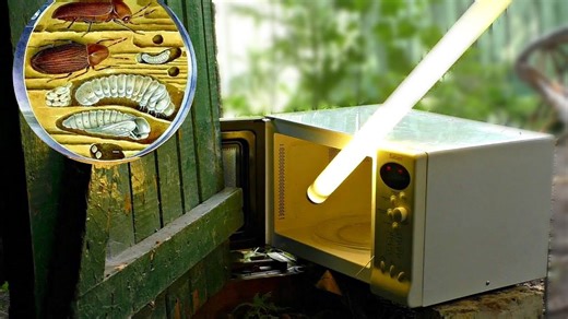 Village lifehack from Kreosan using a microwave to eliminate pests in wood easily