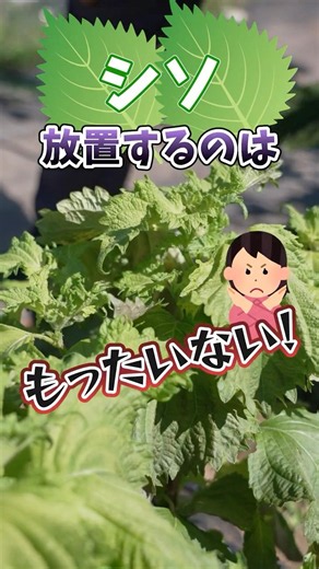Don't Let Your Shiso Go to Waste in the Garden! The Secret to a Massive Harvest! [Pro Farmer Tips...