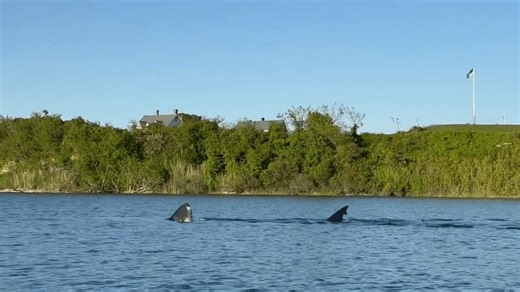 Experts identify shark spotted near Block Island