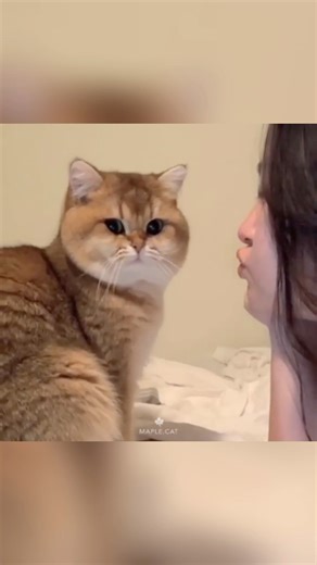 Maple is really one of the sweetest and most affectionate cats… hence why I chose his name, sweet like syrup 🍁 | Maple Cat