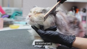 Pet Grooming Tips
