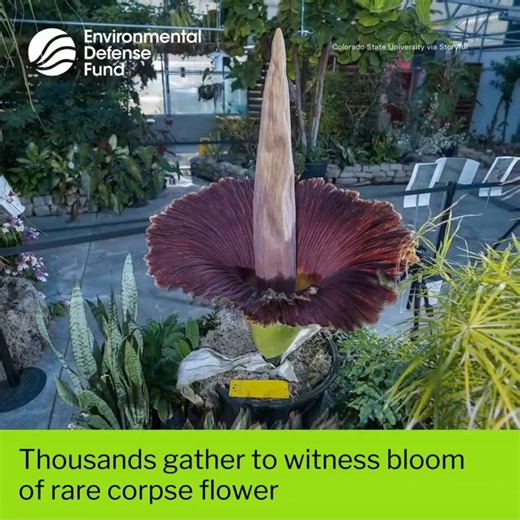 Keep your eyes open and plug your nose! ICYMI: Visitors to Colorado State University’s conservatory in Fort Collins were treated to a special sight over Memorial Day weekend, as a rare eight-year-old corpse flower bloomed for the first time. Footage released by Colorado State University shows a timelapse of the rare (and smelly) event. “When a corpse flower blooms, it emits a pungent odor that’s been compared to the smell of rotting flesh. This smell is the strongest for the initial 12 hours aft