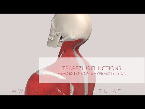 Trapezius Muscle Functions: Head Extension & Hyperextension